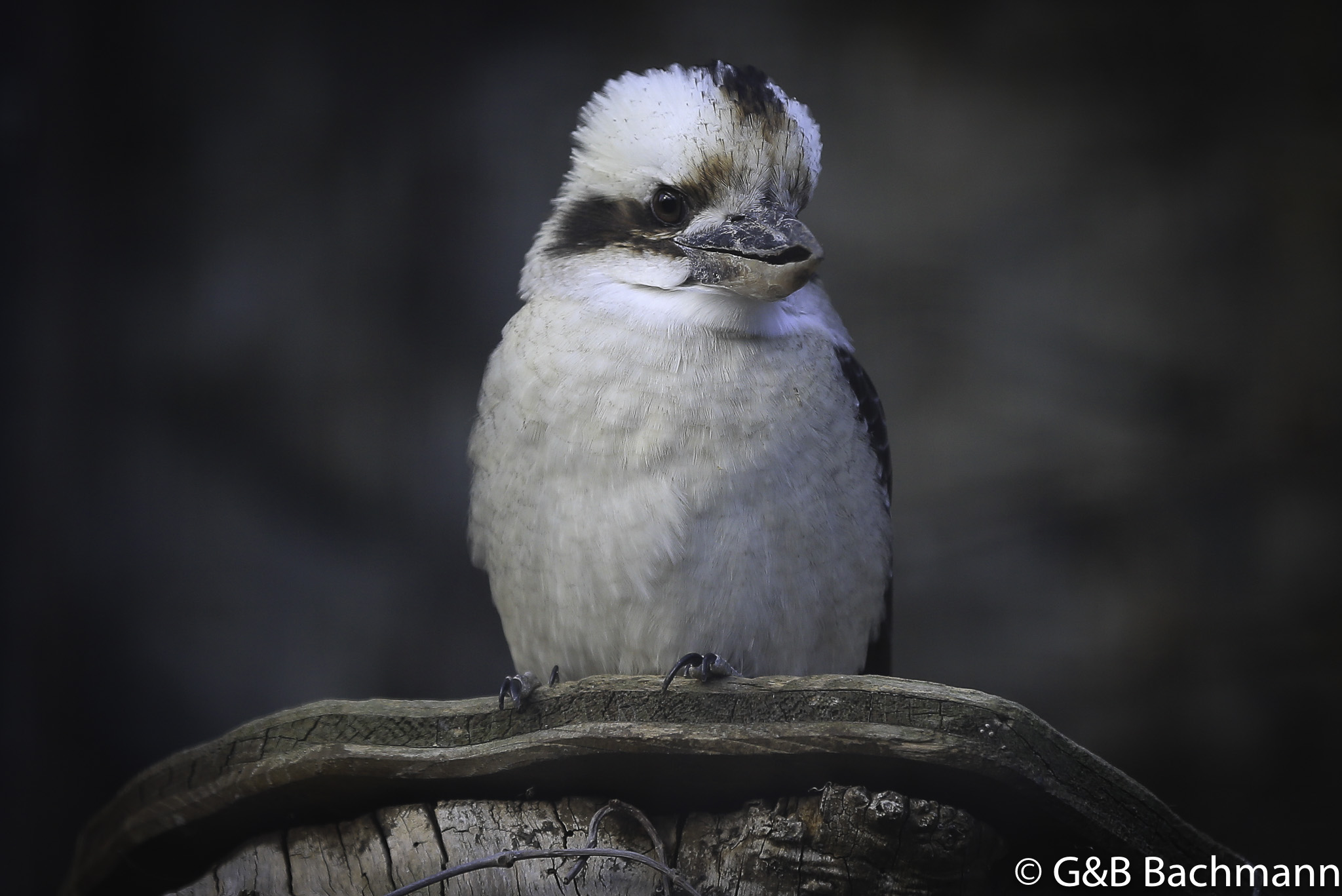 Zoo_Basel_2014_0005.jpg