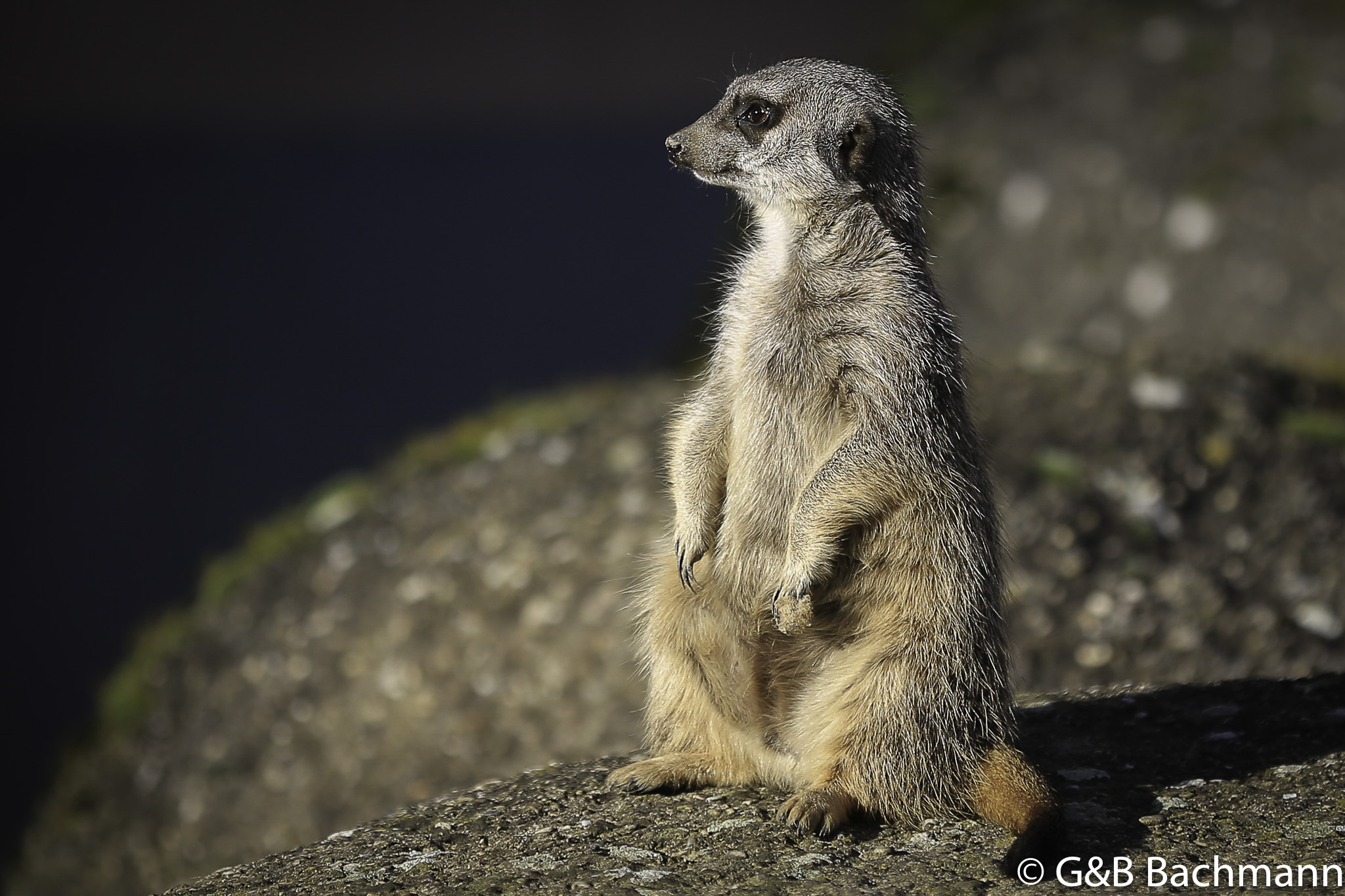 Zoo_Basel_2014_0008.jpg