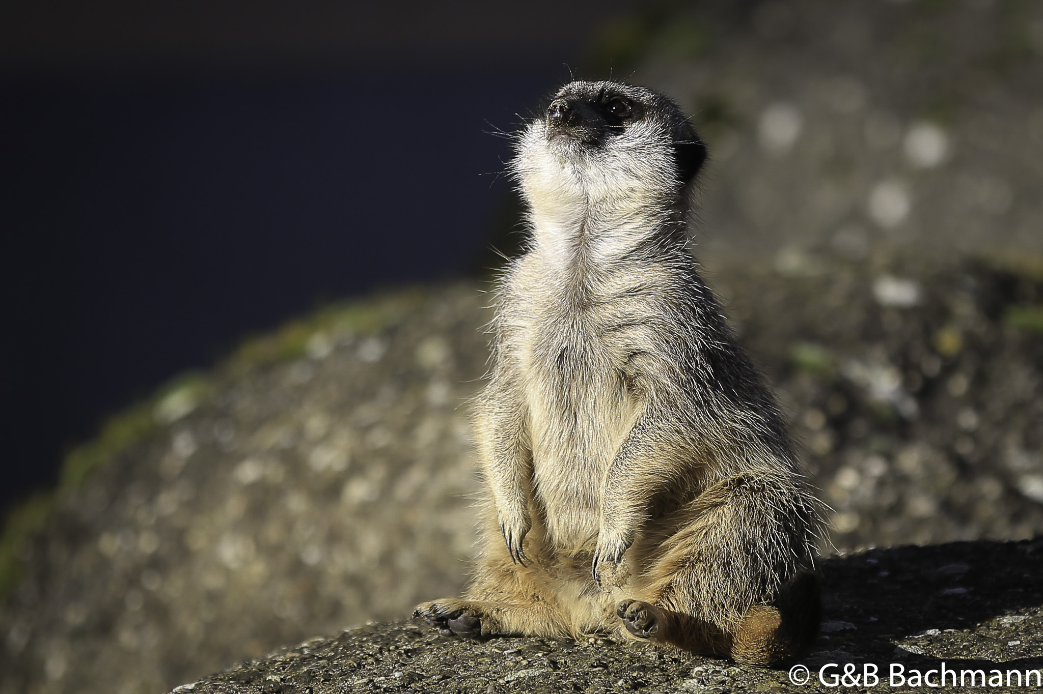 Zoo_Basel_2014_0009.jpg