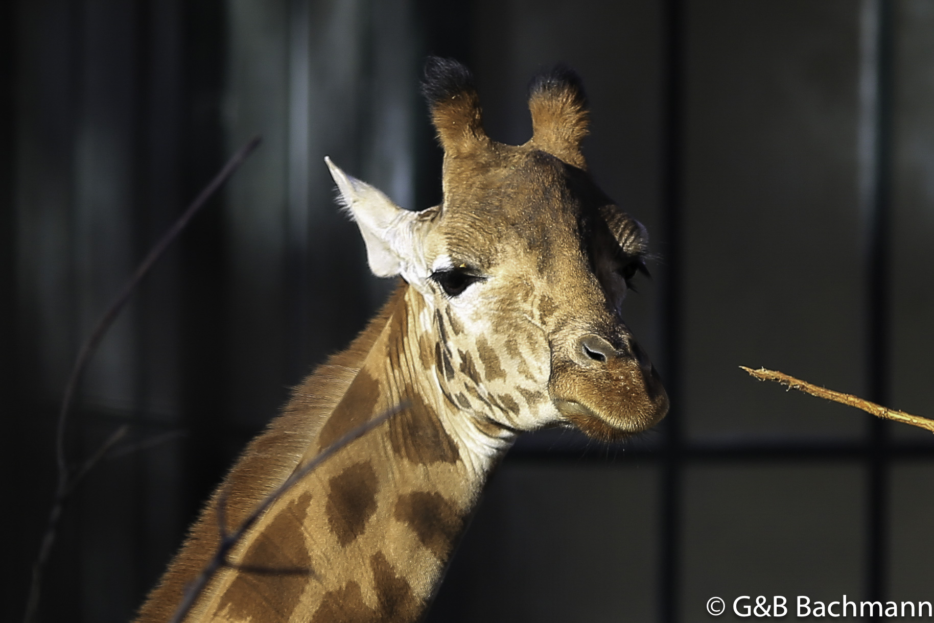 Zoo_Basel_2014_0014.jpg