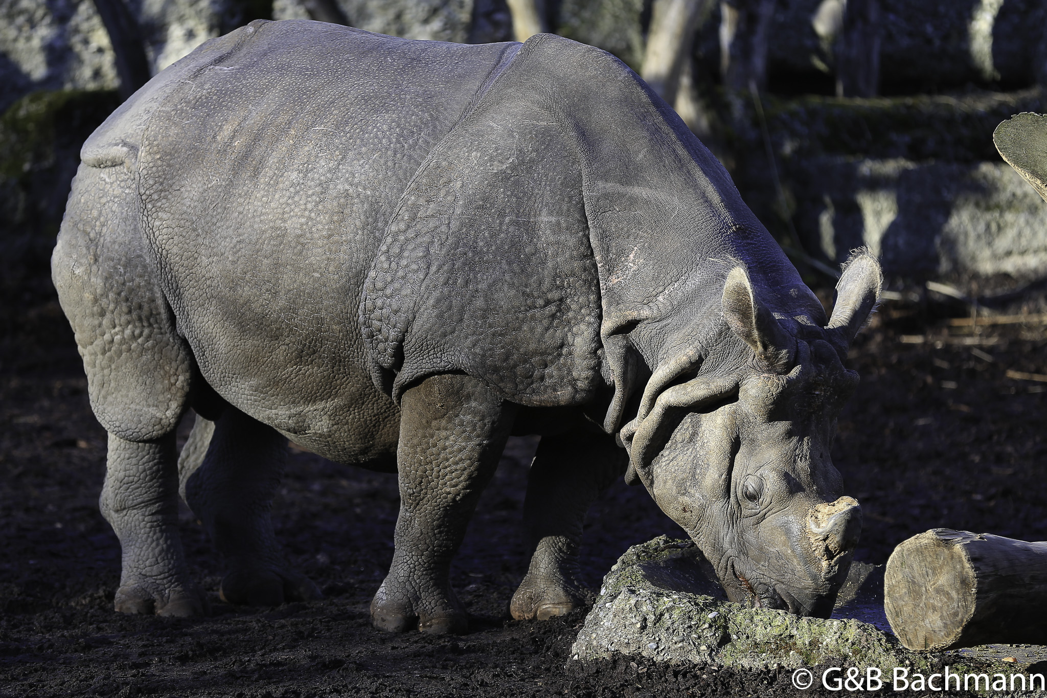 Zoo_Basel_2014_0015.jpg