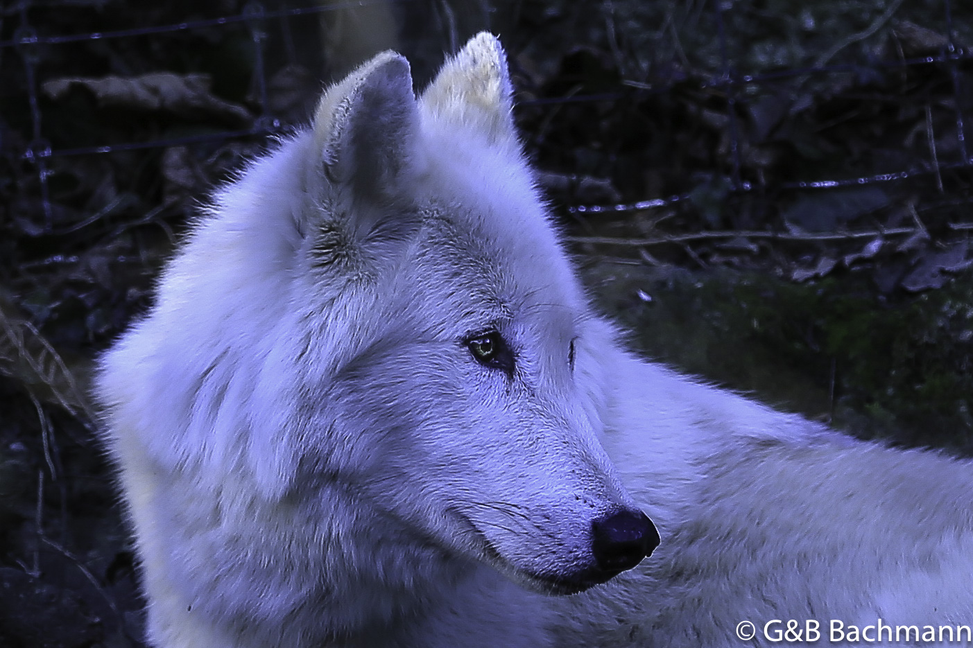 Zoo_Basel_2014_0018.jpg