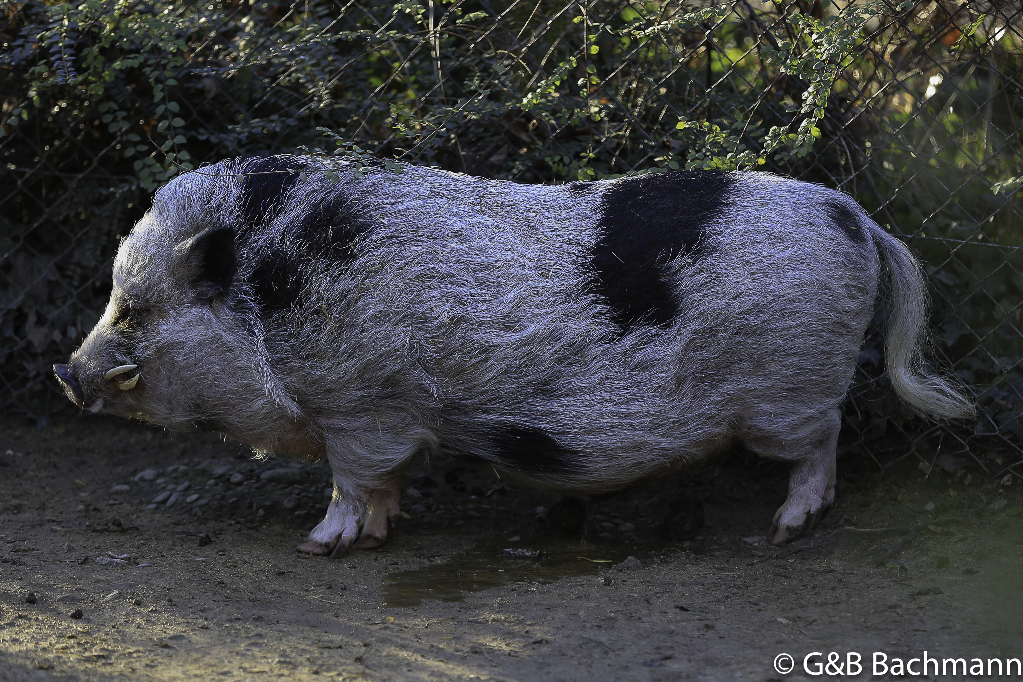 Zoo_Basel_2014_0019.jpg