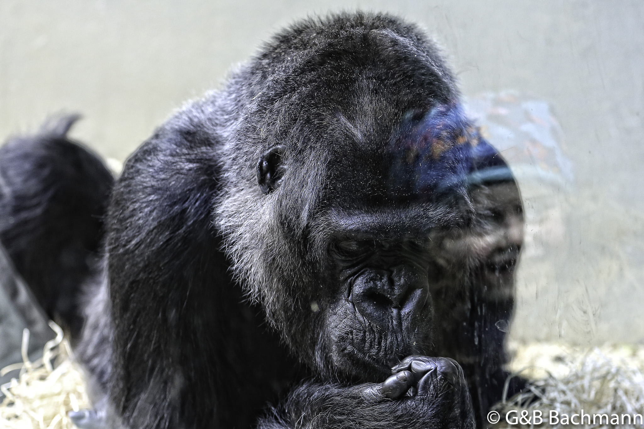 Zoo_Basel_2014_0020.jpg