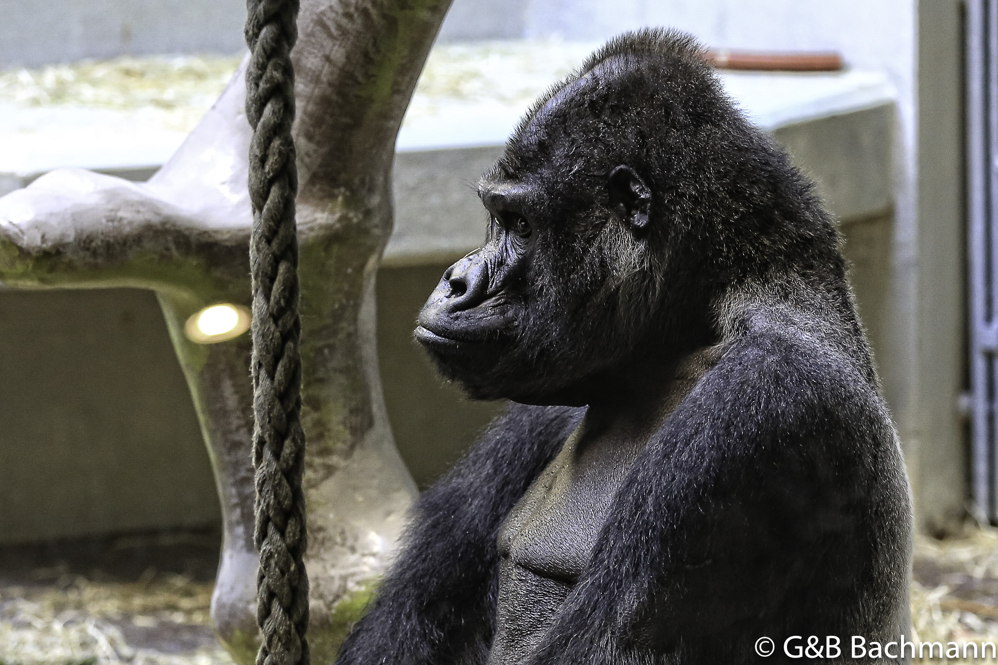 Zoo_Basel_2014_0022.jpg