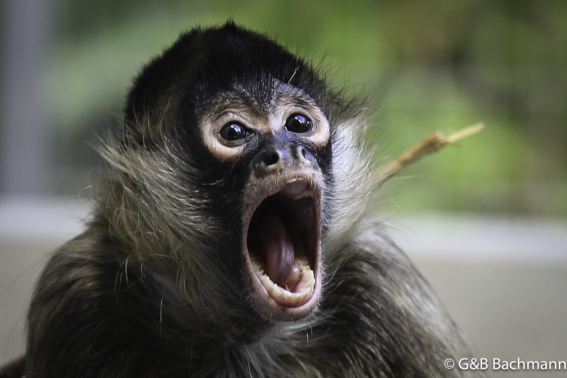 Zoo_Basel_2014_0028.jpg
