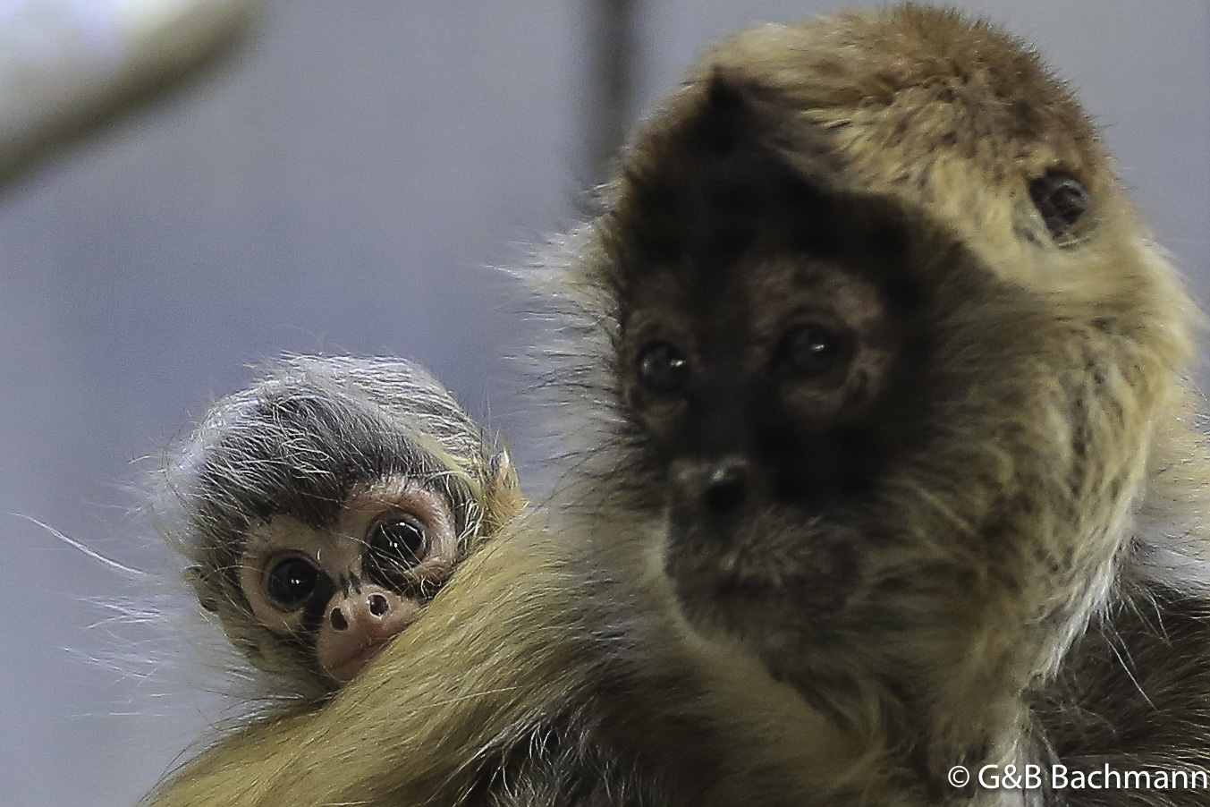 Zoo_Basel_2014_0030.jpg