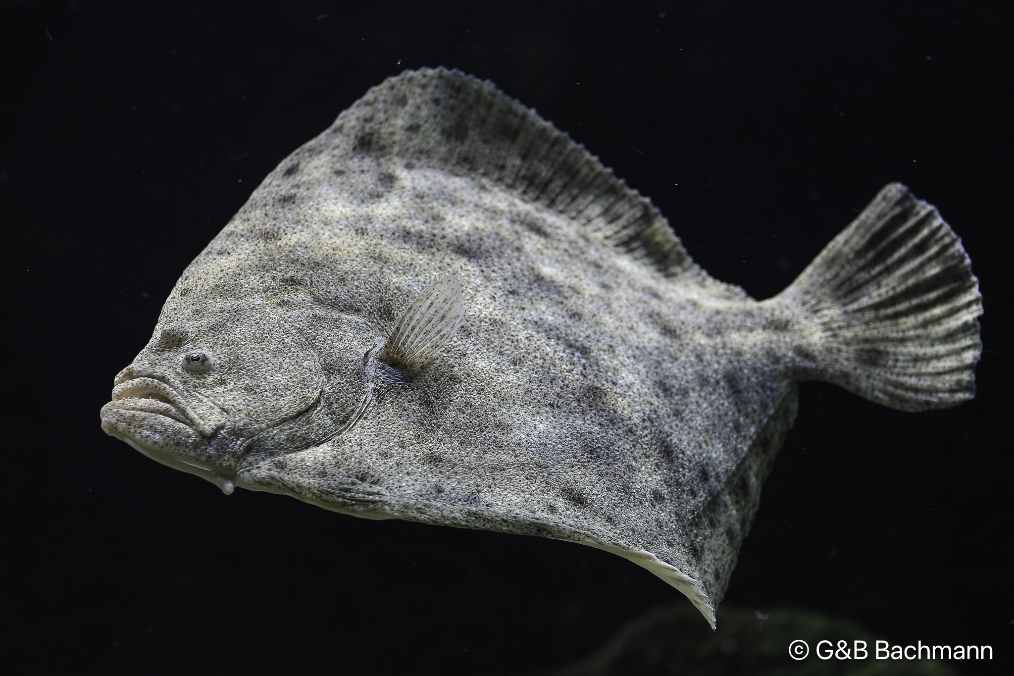 Zoo_Basel_2014_0034.jpg