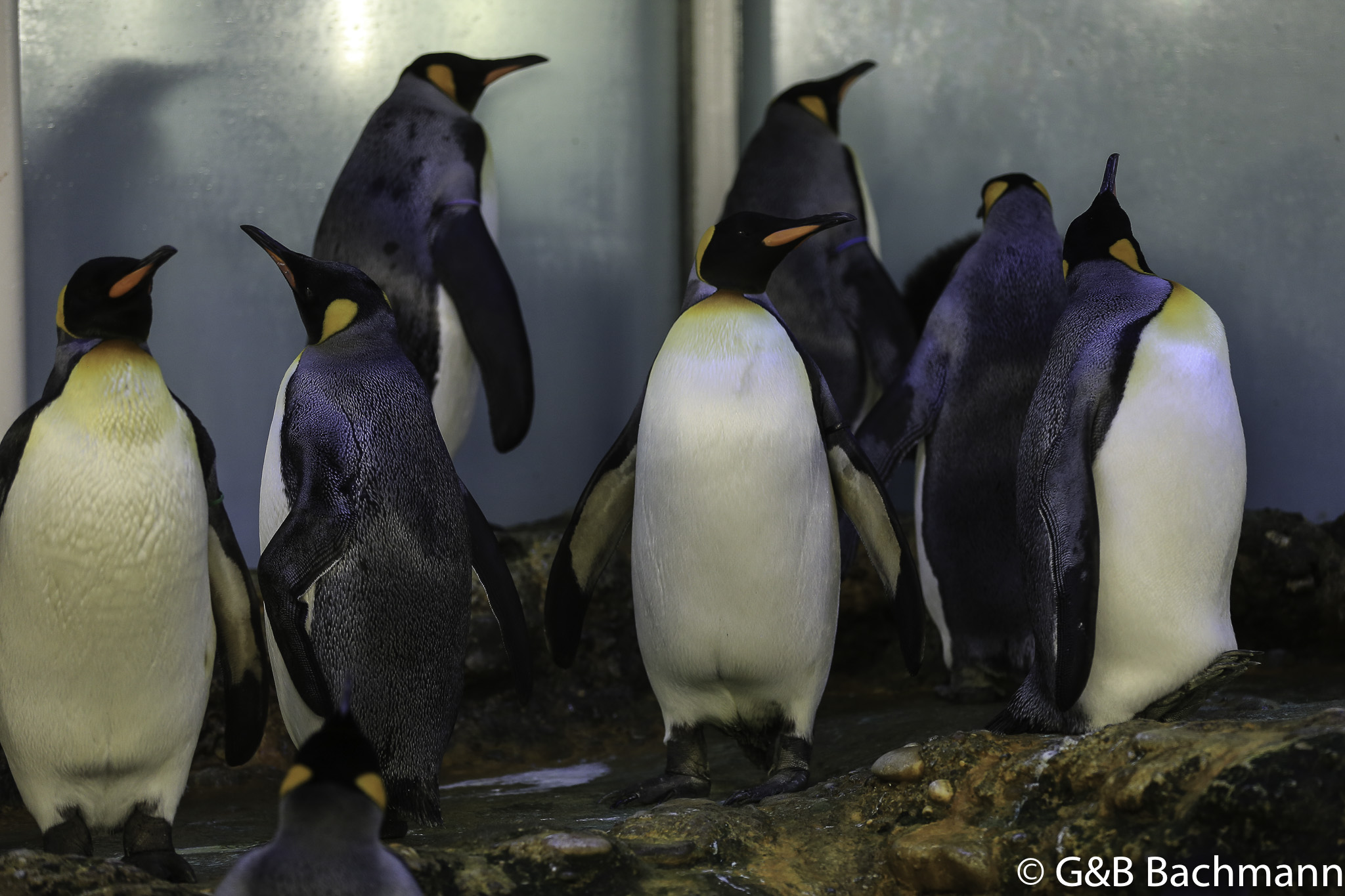 Zoo_Basel_2014_0045.jpg