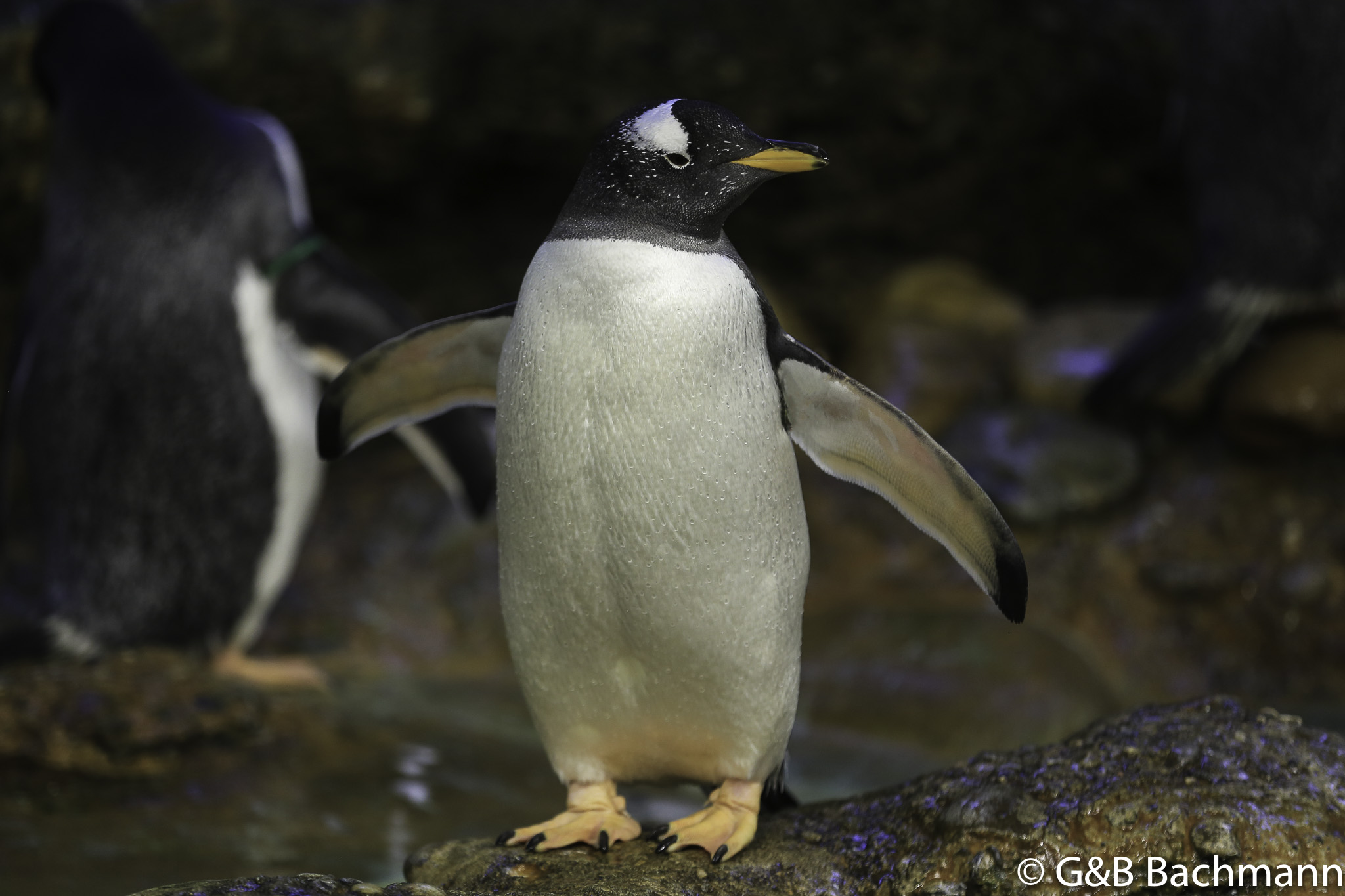 Zoo_Basel_2014_0046.jpg