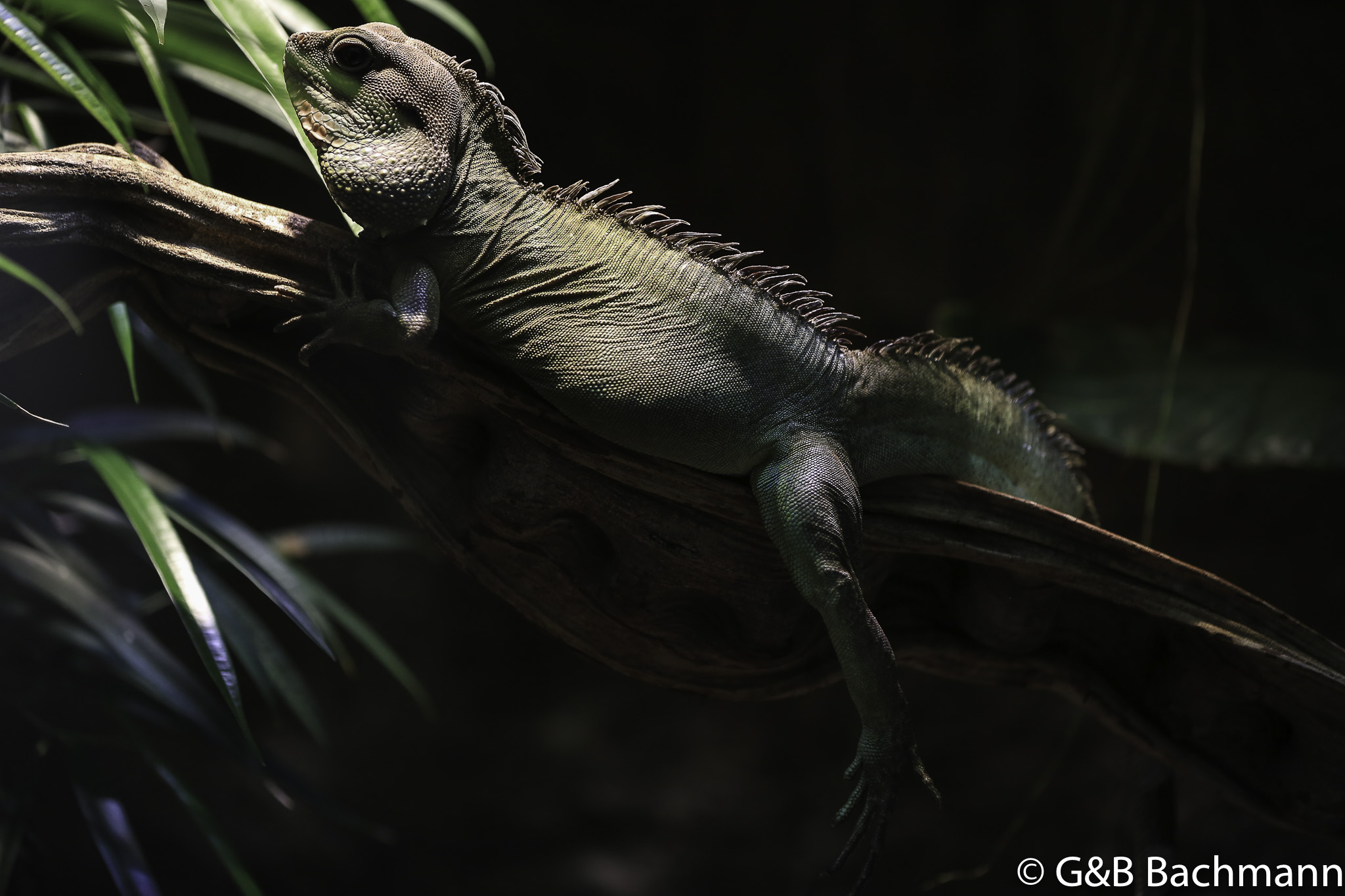 Zoo_Basel_2014_0047.jpg