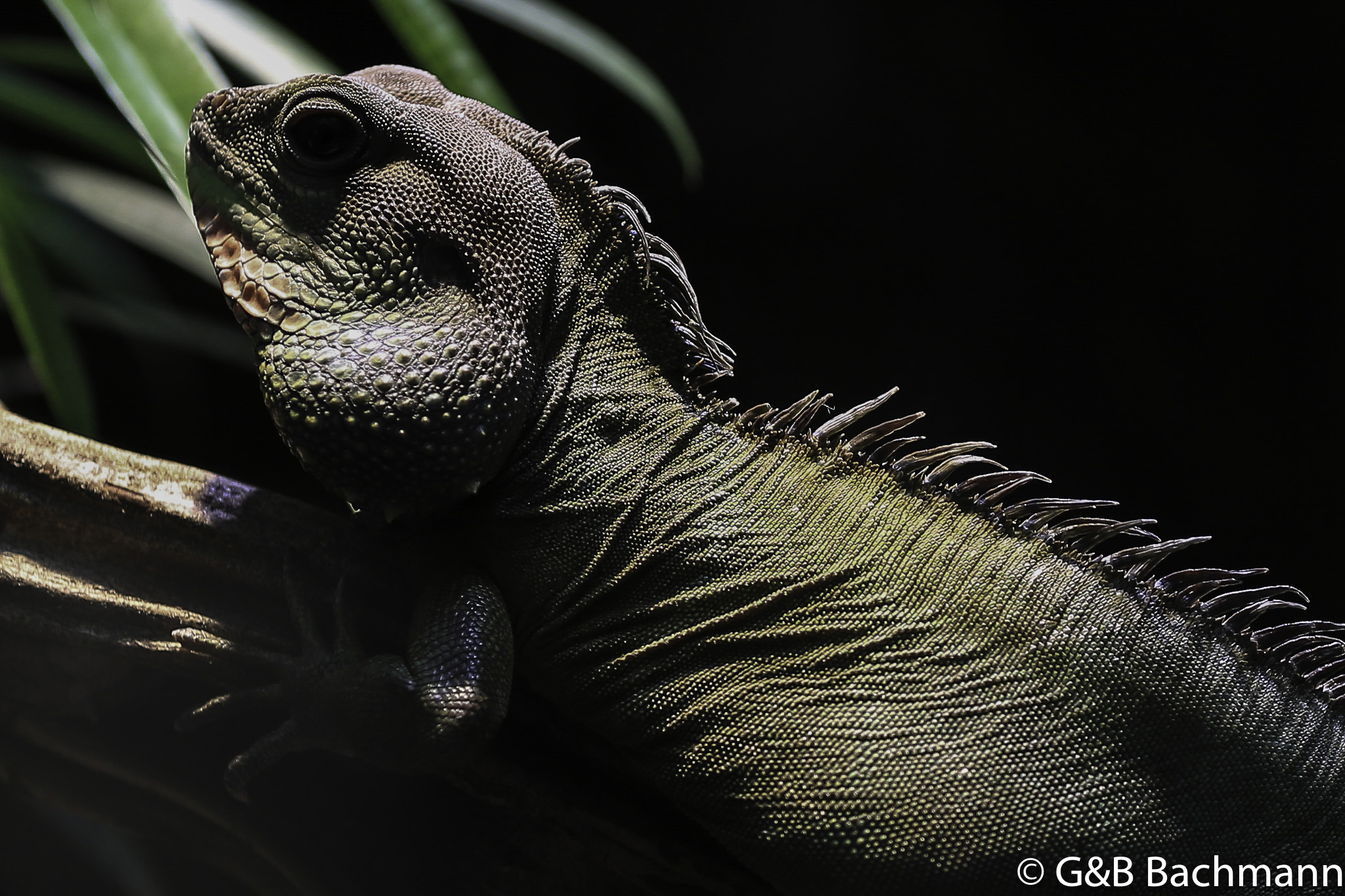 Zoo_Basel_2014_0048.jpg