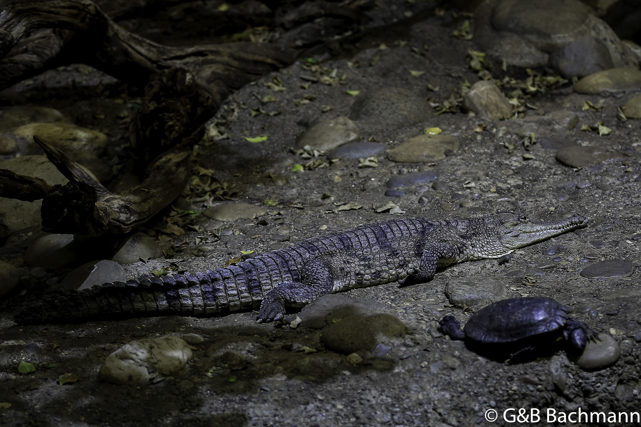 Zoo_Basel_2014_0055.jpg