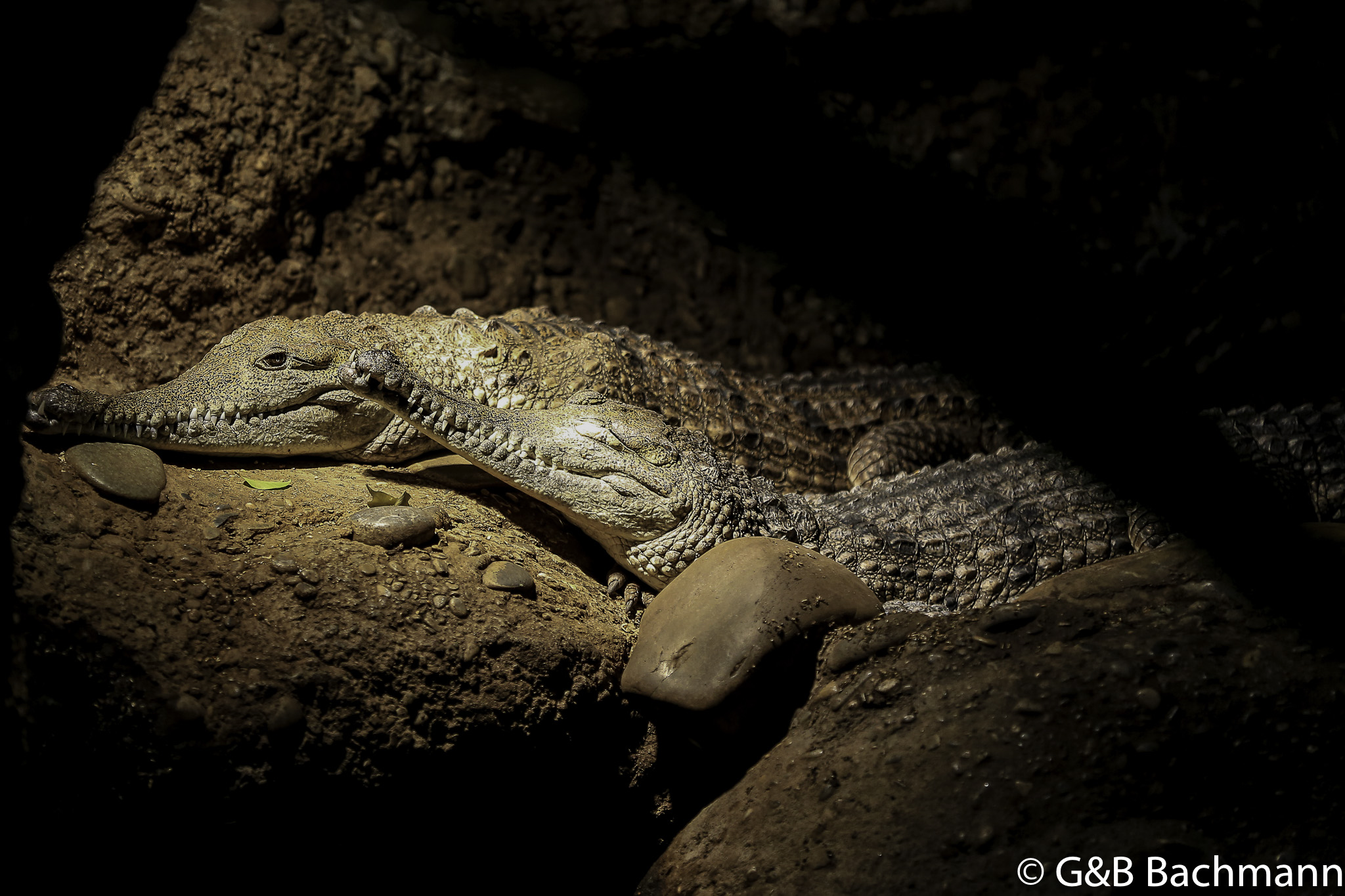 Zoo_Basel_2014_0056.jpg