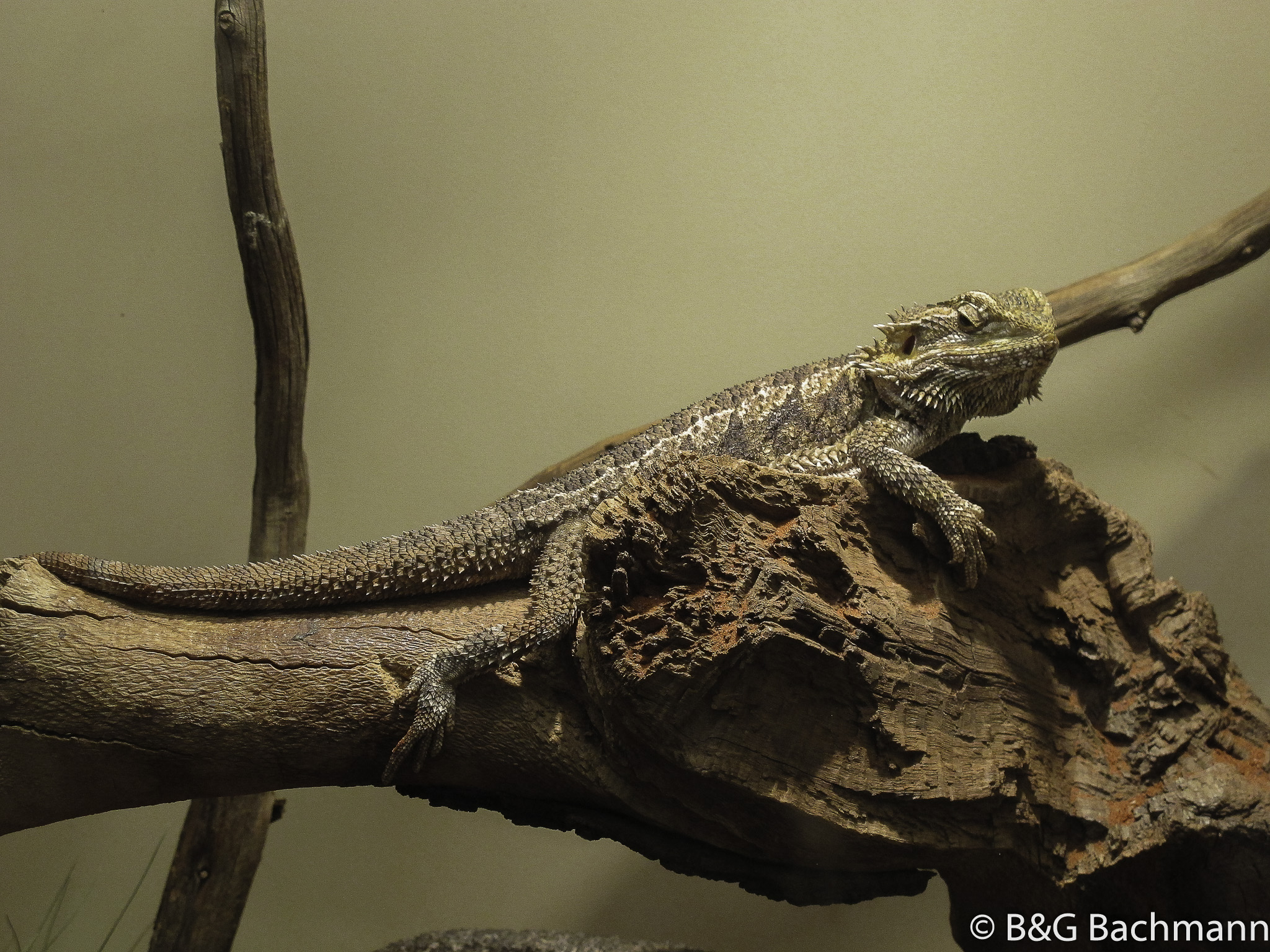 IMG_6130-Edit.jpg