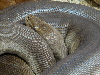 Alice Springs Reptile Center Alice Springs Reptile Center