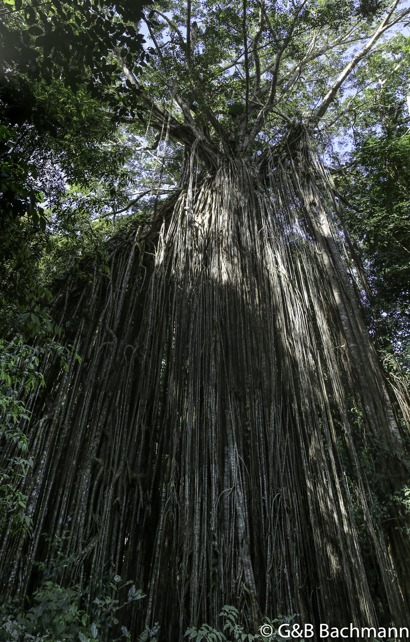 Panorama_Fig_Tree.jpg