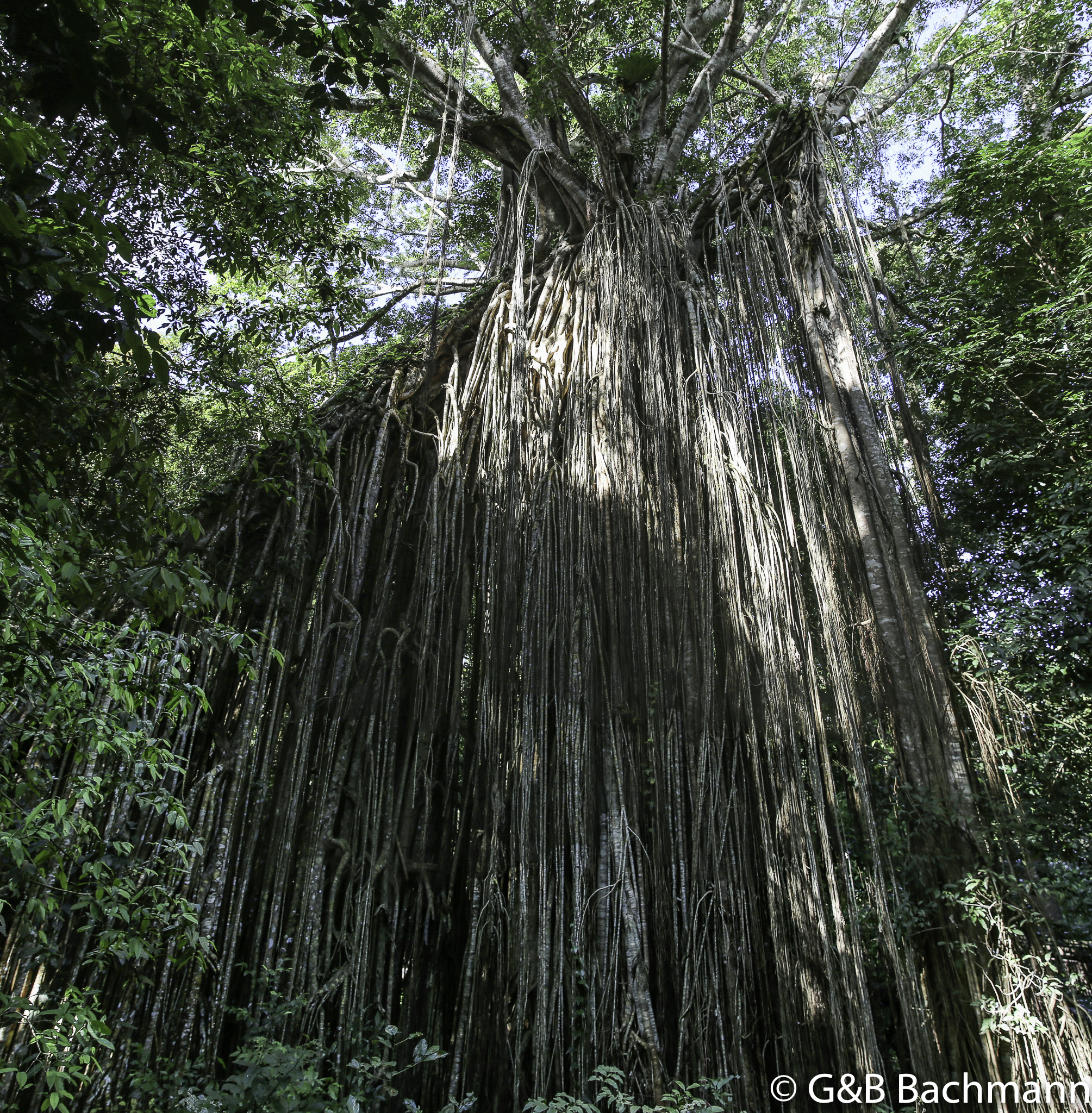 Panorama_Fig_Tree_V2.jpg