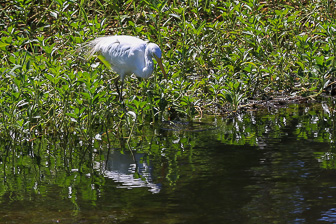 Darwin Kakadu Yellow Water Billabong Darwin Kakadu Yellow Water Billabong