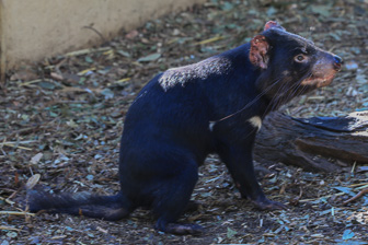 Featherdale Wildlife Park