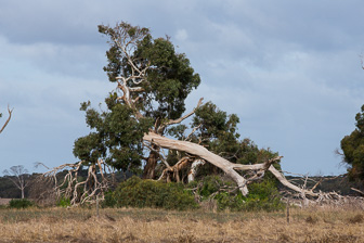Kangaroo Island Landscape Kangaroo Island Landscape