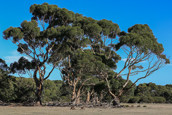 Kangaroo Island Landscape