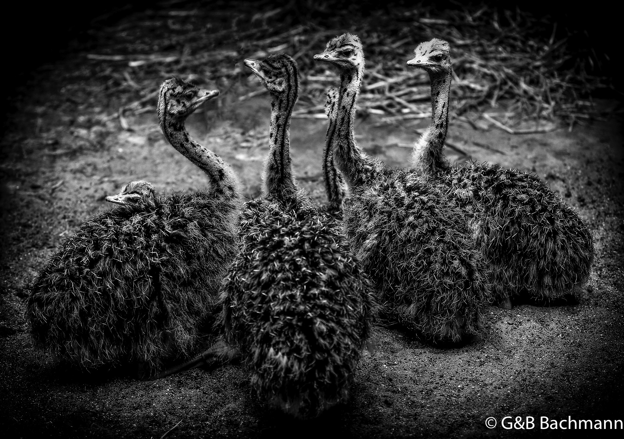 201505_Ostrich_Babies-Edit.jpg