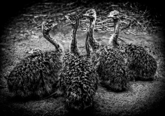 Animals