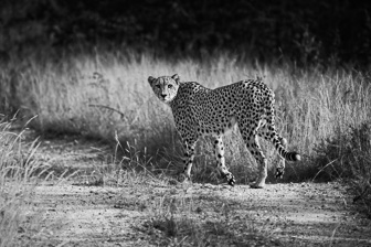 Guepard.jpg