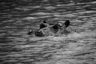 Hippo1.jpg
