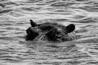 Hippo2.jpg