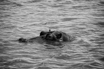 Hippo3.jpg