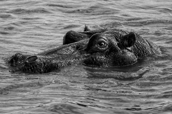 Hippo4.jpg