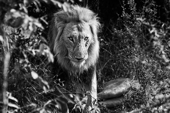 Lion3.jpg