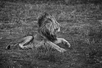 Lion4.jpg