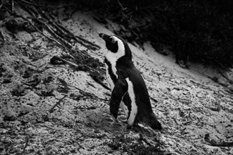 Pingu.jpg