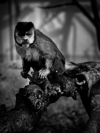 Singe_Servion.jpg