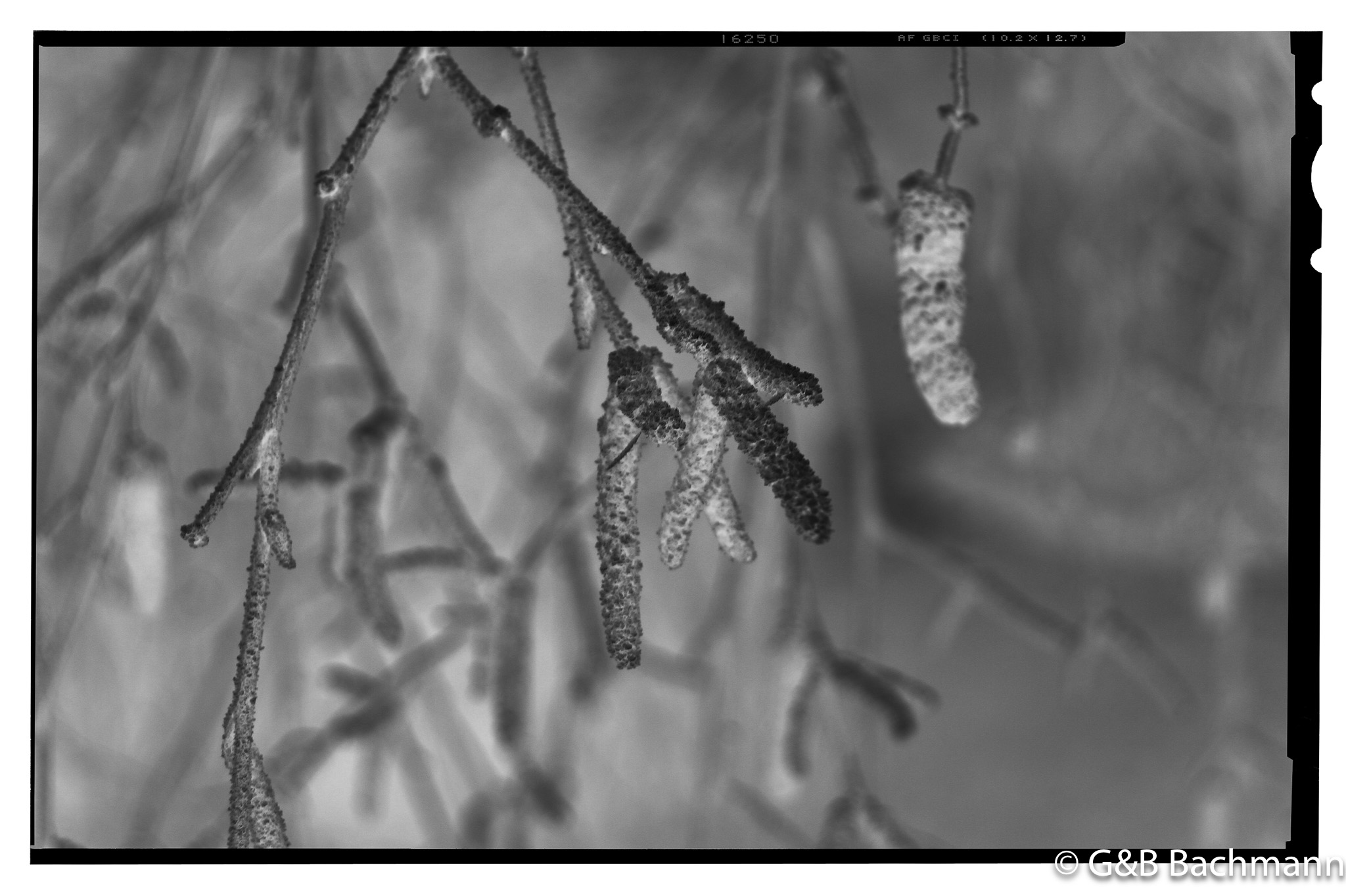 IMG_2909.jpg