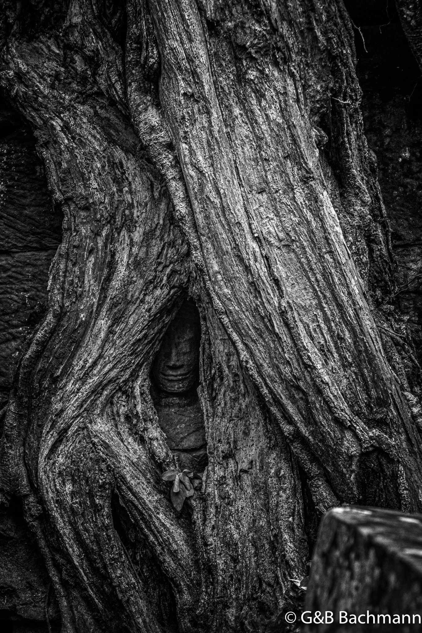 _1110529-Smart-Photo.jpg