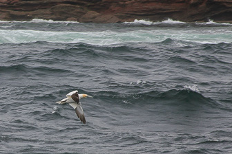 Perce_0041.jpg