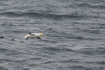 Perce_0047.jpg