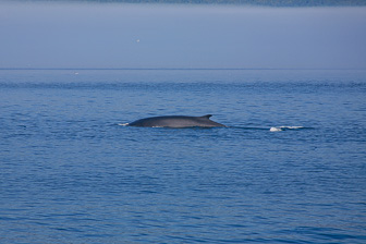 Tadoussac_0035.jpg