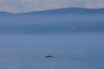 Tadoussac_0052.jpg