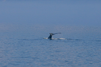 Tadoussac_0055.jpg