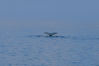 Tadoussac_0059.jpg