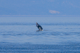 Tadoussac_0073.jpg