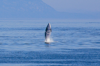 Tadoussac_0074.jpg