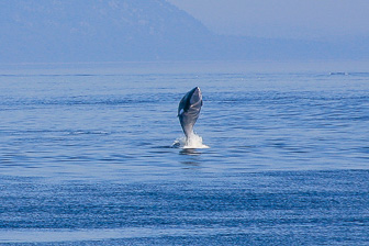 Tadoussac_0075.jpg