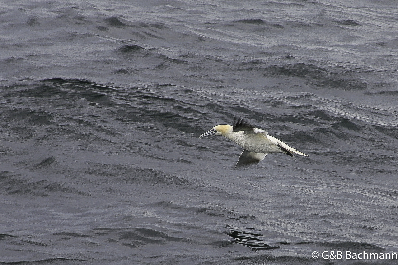 Perce_0046.jpg