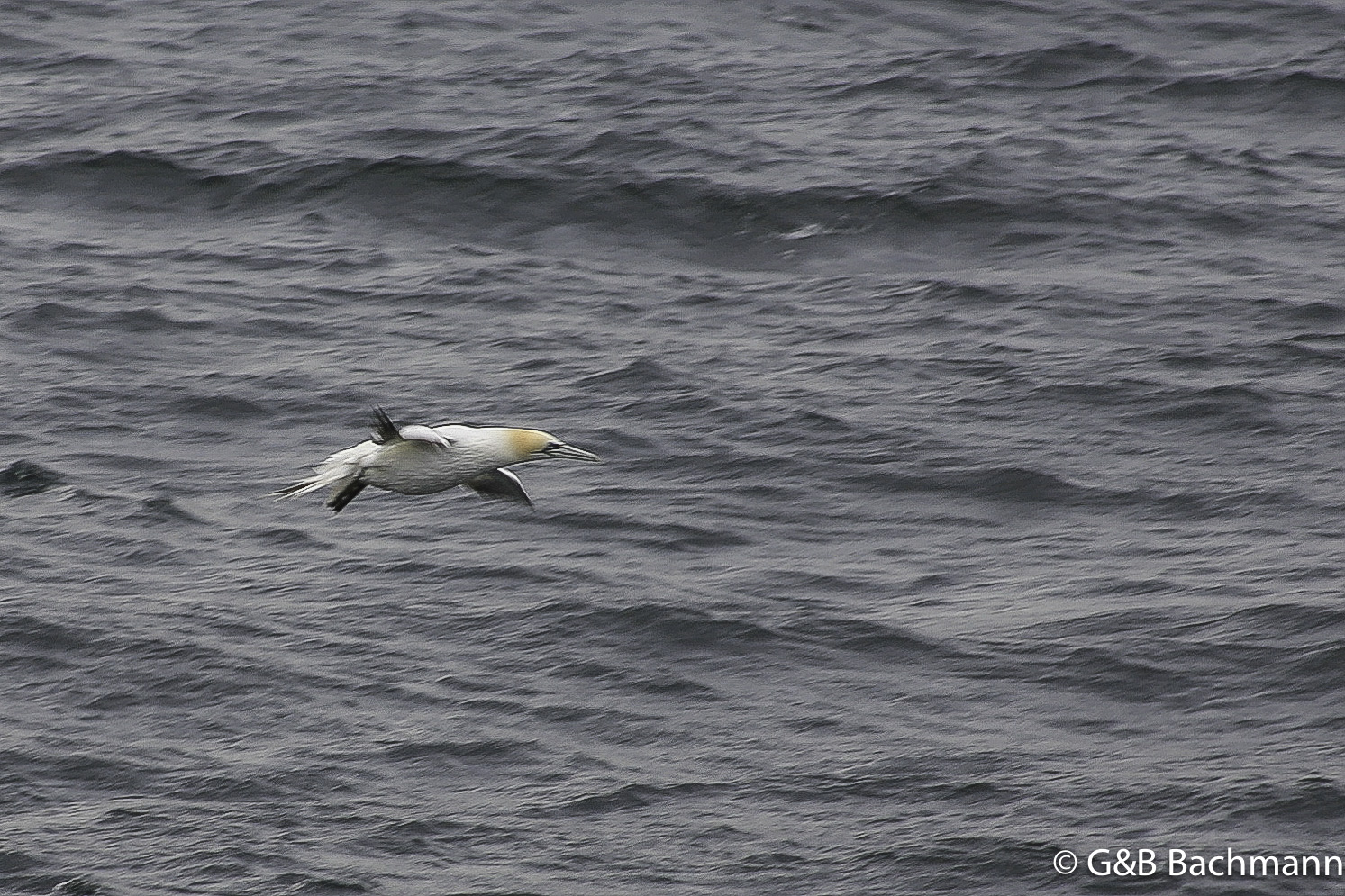 Perce_0047.jpg